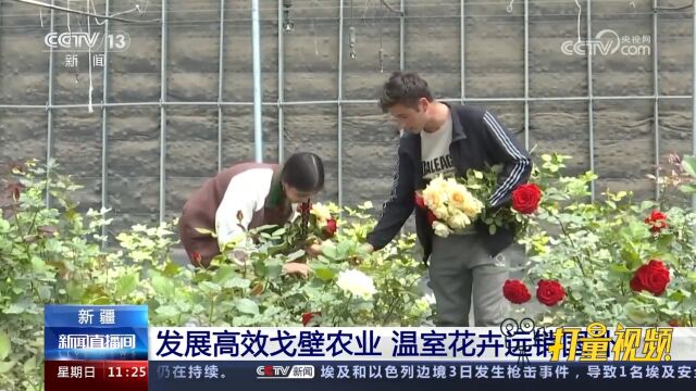 新疆:发展高效戈壁农业,温室花卉远销国外