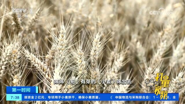 河南唐河:雨后第一天,全力进行夏粮抢收