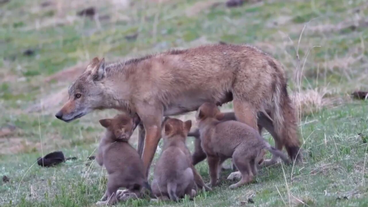 珍贵!摄影师拍下野生草原狼妈妈养七只未断奶小狼崽