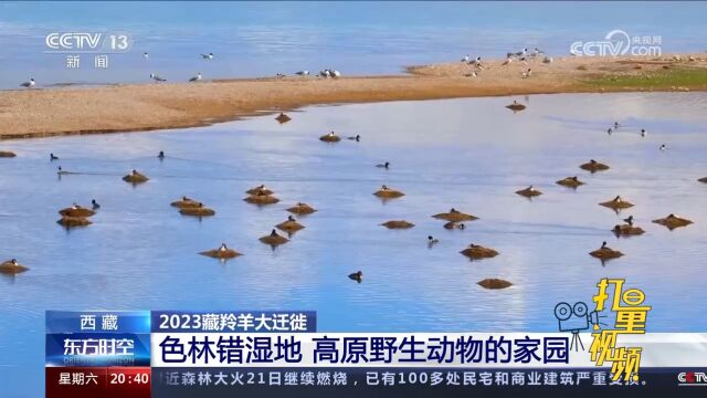 西藏2023藏羚羊大迁徙,色林错湿地高原野生动物的家园