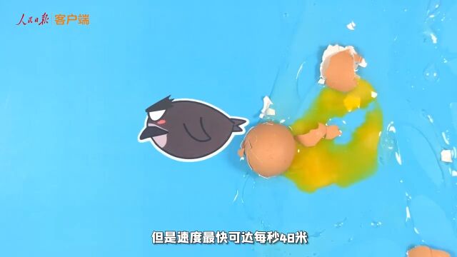 涨知识:北京雨燕真就是飞了一辈子