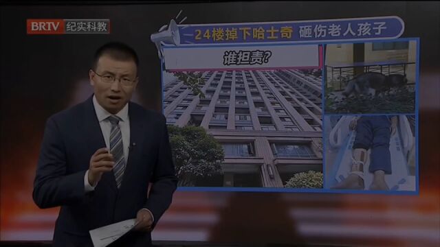 天降哈士奇!24楼掉下哈土士奇,砸伤老人孩子