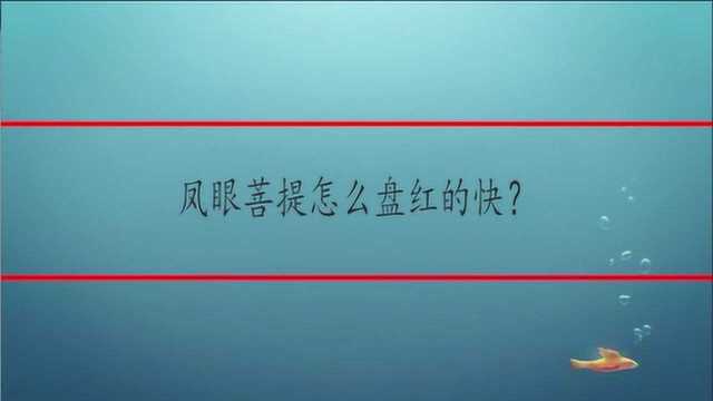 凤眼菩提怎么盘红的快?