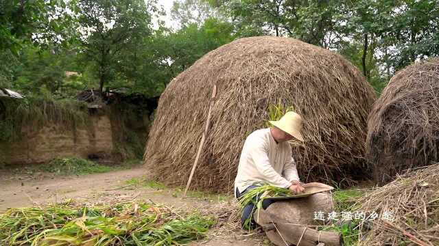 五谷杂粮糜子飘香,石磨加工最香,喝着罐罐茶吃糜面馍一下午时光