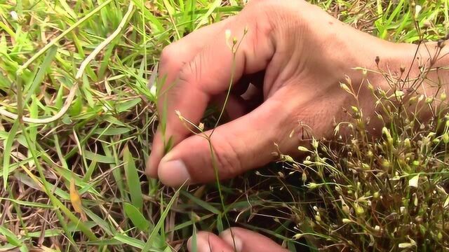 这种野草叫四叶莲,农村人叫它散血丹,你们懂怎么用吗