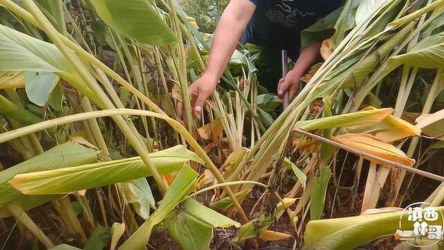 农村大山里的野味,叶子像芭蕉芋,浑身都是宝,你对它了解多少呢