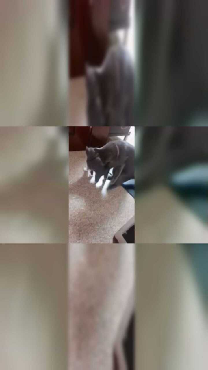 家长打孩子屁股不仅仅是人类才有的，猫咪也会！这狠狠的几下，是亲生的！_高清