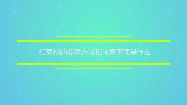 红豆杉的养殖方法和注意事项是什么