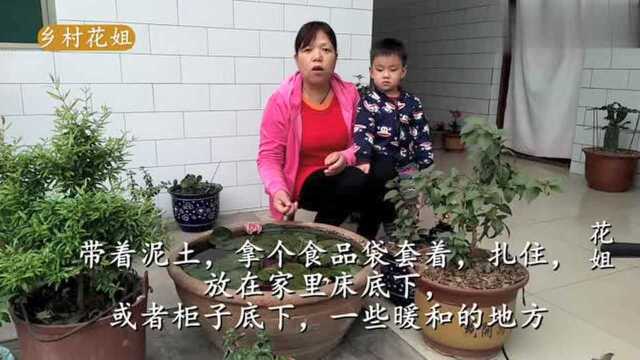 睡莲怎么养才能开花?农村花姐说了这几点,听完之后明白了