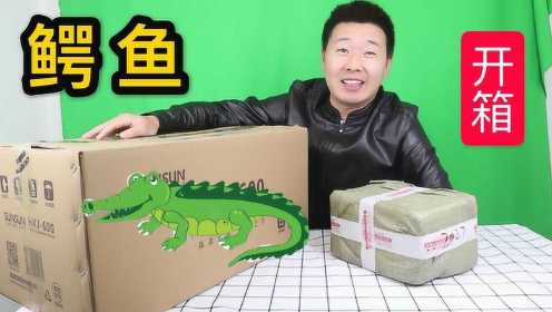 鳄鱼开箱：买了条非常凶猛的泰国鳄，这鳄鱼会咬人吗？