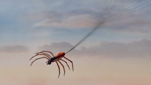 你知道自然界最厉害的飞行员是谁吗居然是御电的飞天蜘蛛