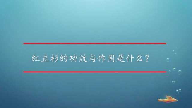 红豆杉的功效与作用是什么?