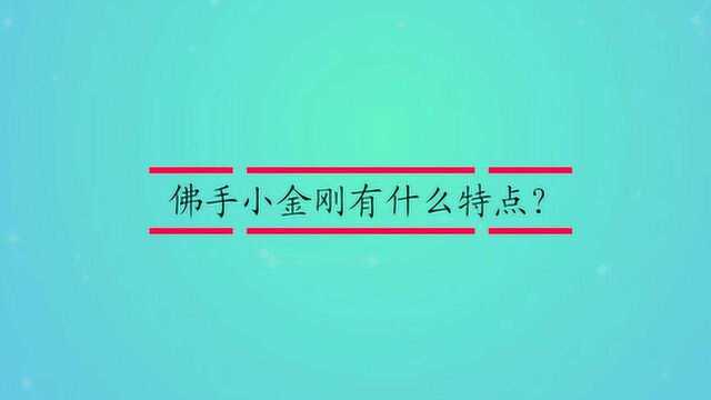 佛手小金刚有什么特点?