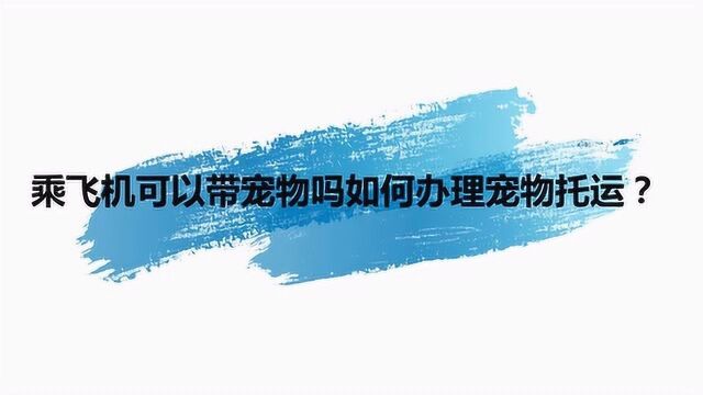 乘飞机可以带宠物吗如何办理宠物托运?