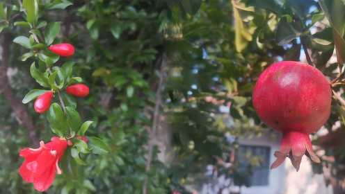 [图]石榴从花到果实的过程