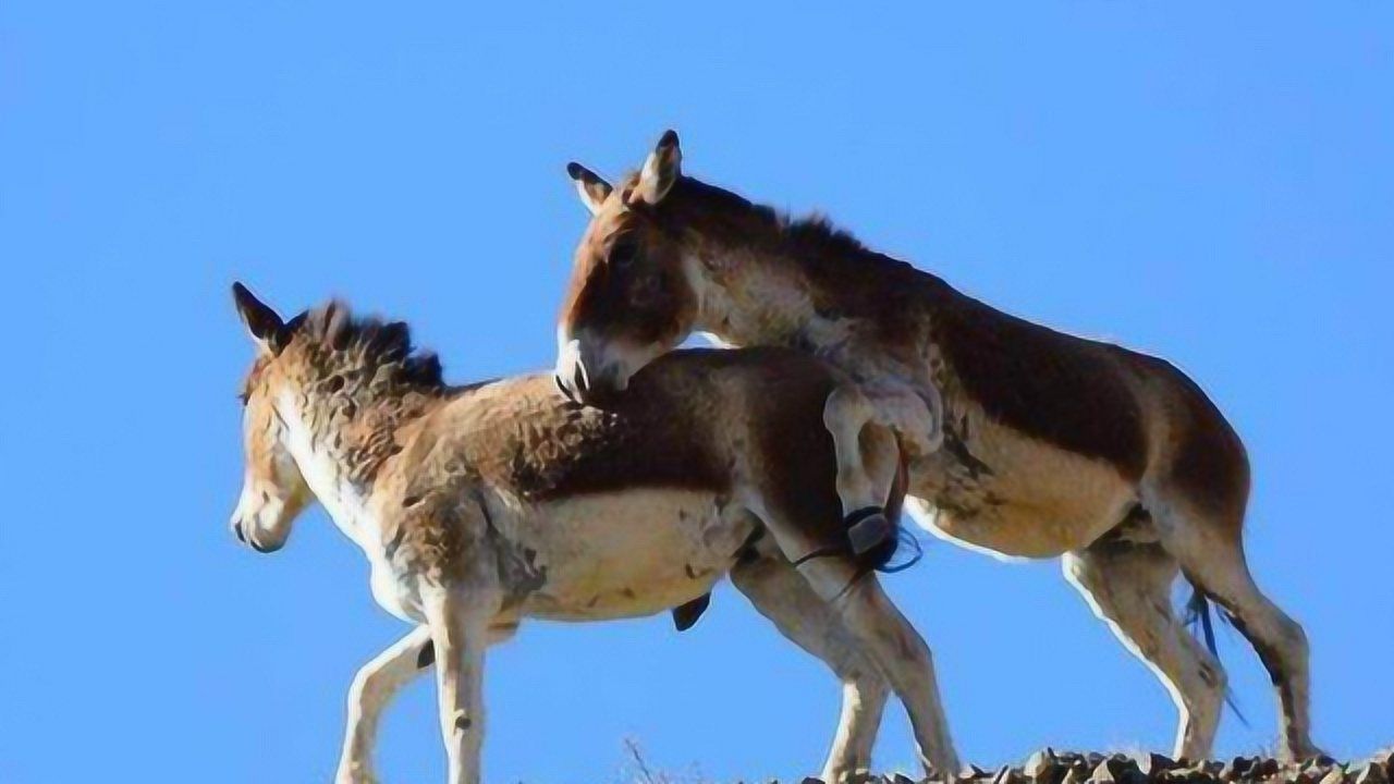 驴造句组词_驴造句子_黔驴技穷造句