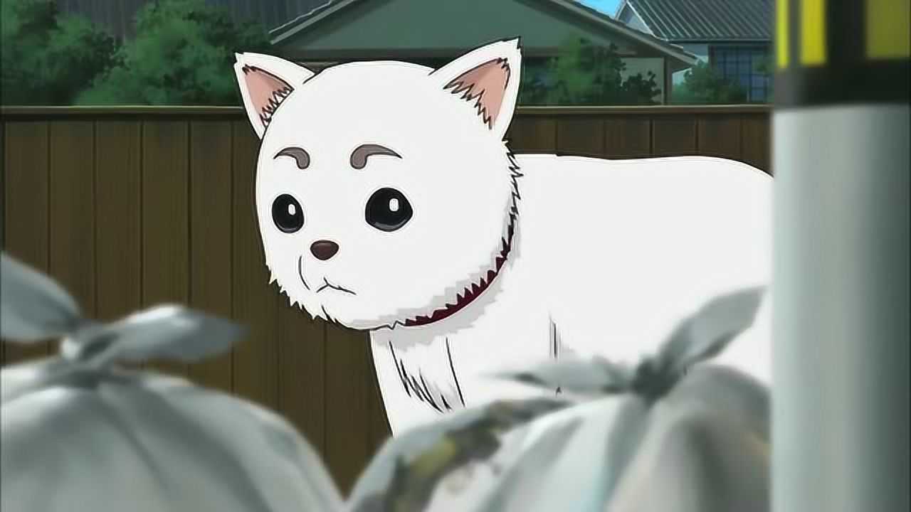 银魂:事实上银时比神乐都喜欢定春,主要因为他是个死傲娇而已!