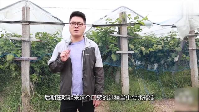 蓝宝石葡萄优缺点?还有种植前景吗?听小阳现场对比分析