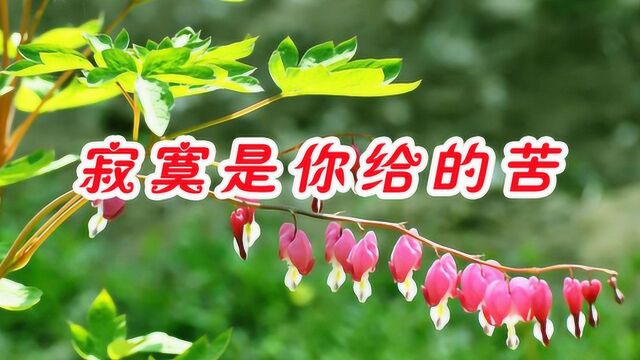 祁隆任妙音一首《寂寞是你给的苦》旋律凄美,歌声动人,好听至极!