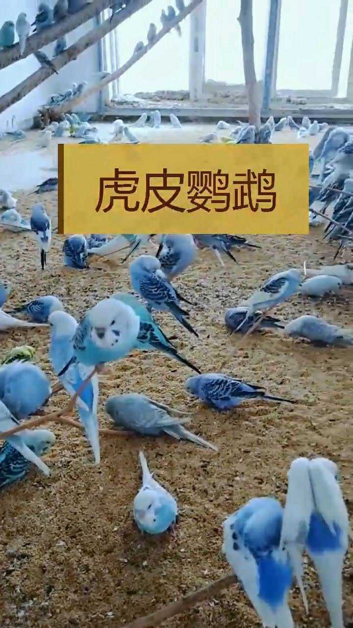 农广天地虎皮鹦鹉养殖图片