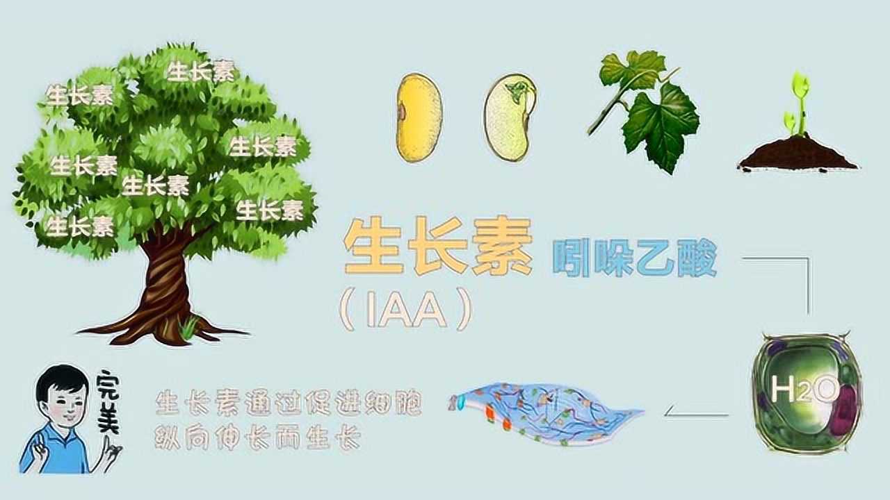 植物为何具有向光性?胚芽鞘实验来告诉你_高清1080P在线观看平台_腾讯视频