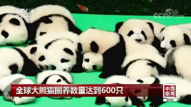 全球大熊猫圈养数量达到600只