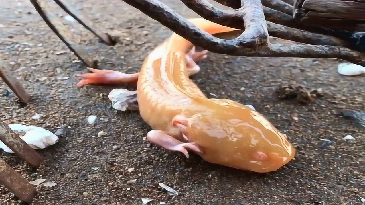 这条鱼叫做蝾螈它有四条腿又叫四脚鱼它代表着吉祥如意