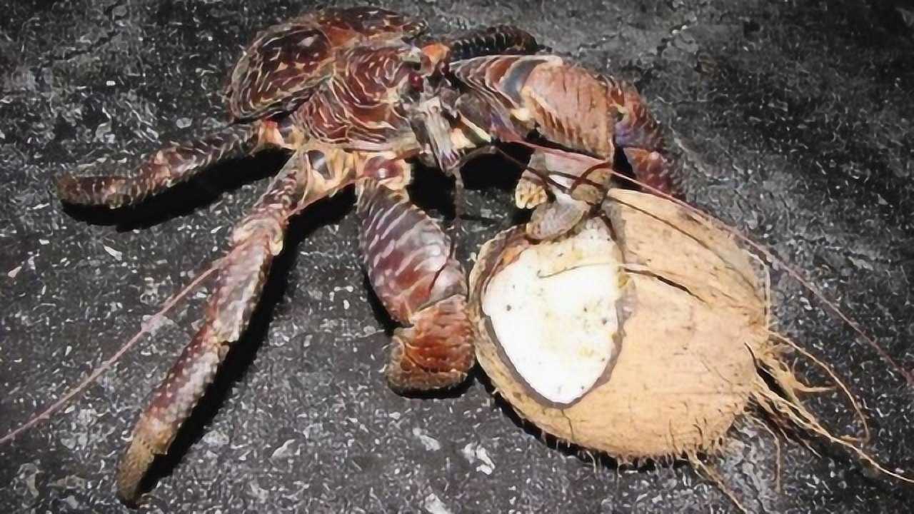 椰子蟹为你展示真正的技术,镜头为你记录开椰子全过程!