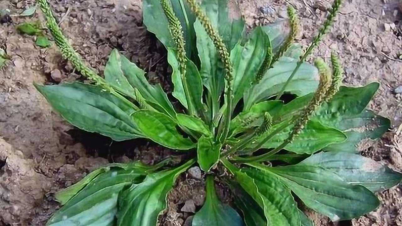 痔疮难受又难治?这种草泡水喝,肉球彻底切除,一天一次就管用