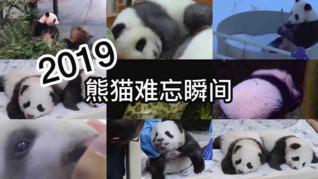 2019熊猫难忘瞬间 想拍彩色照片、想要雪地打滚.....