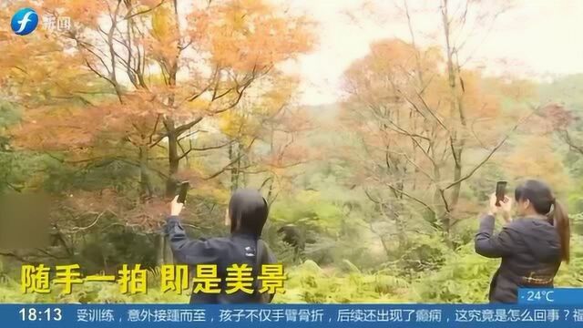 冬日将近 福清枫叶景色独特 风景真是美不胜收!