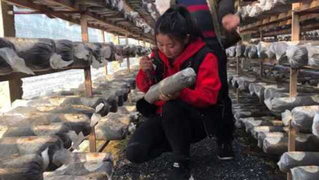 建在农村的香菇生产基地,一个菌棒能出2斤菇,一年总收入百万!