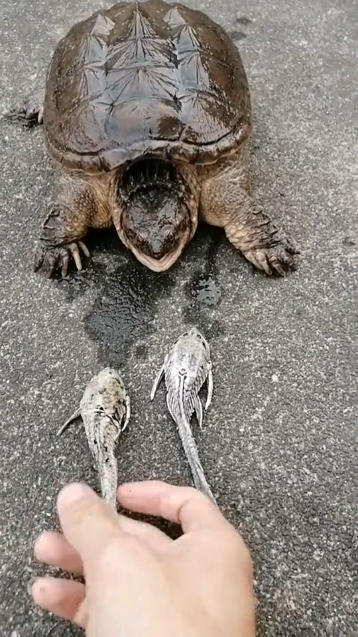 好大的一只鳄龟