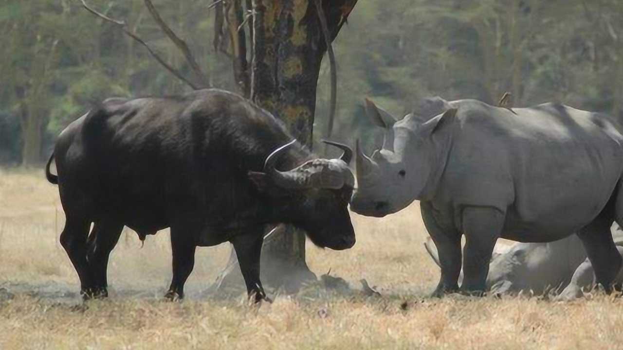 野牛挑衅犀牛,二话不说上去就顶,不料直接被一招顶翻瞬间秒杀