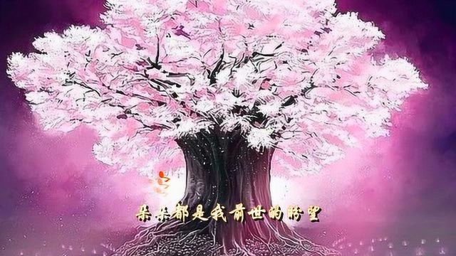 《一棵开花的树》席慕蓉 深情遇到无视后的落寞