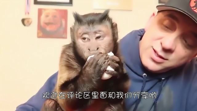 这是什么猴子居然长着人脸猴身,这架势是要完全进化了吗