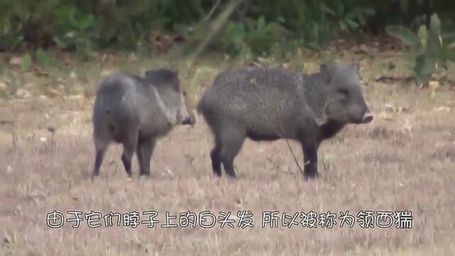 长相非常独特的杂食动物领西猯,与猪很相似,雄性却有獠牙