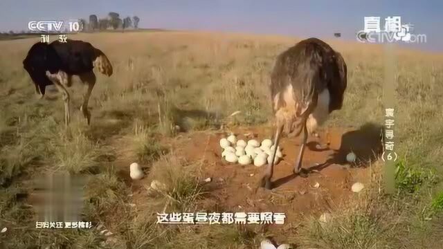 所有的鸵鸟蛋聚集在一起,鸟蛋要精心的照顾才行