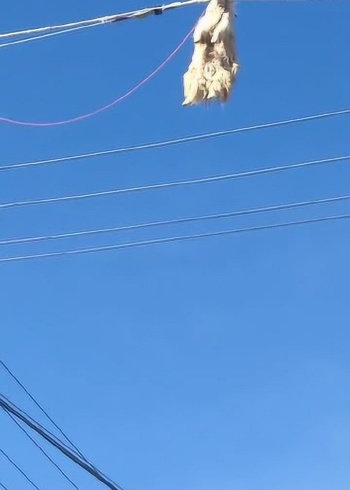 山羊走钢丝失手了,挂半空中了