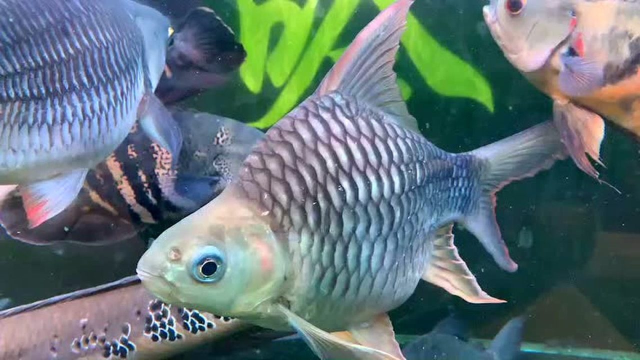 泰国柠檬鲫3型