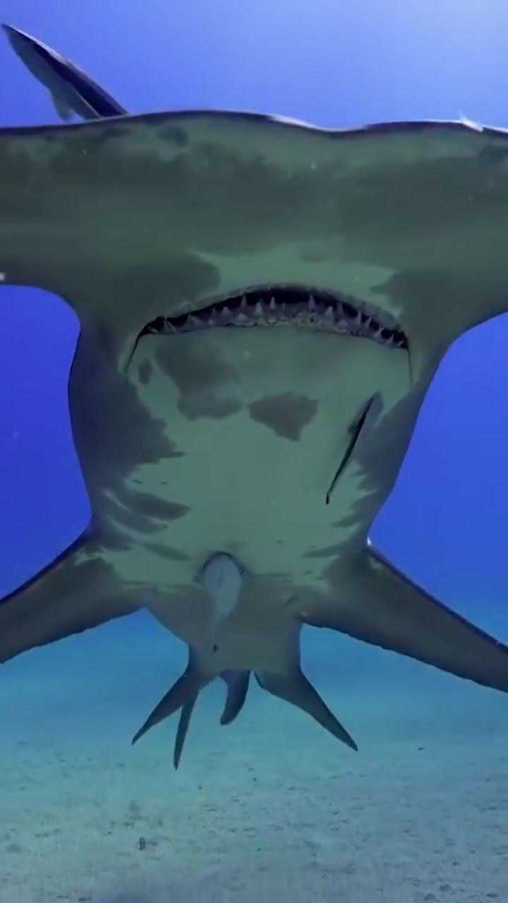 原来母鲨鱼是这样带宝宝的_腾讯视频
