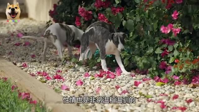 什么犬寿命最长?十大寿命最长的狗品种有一种你肯定想不到!