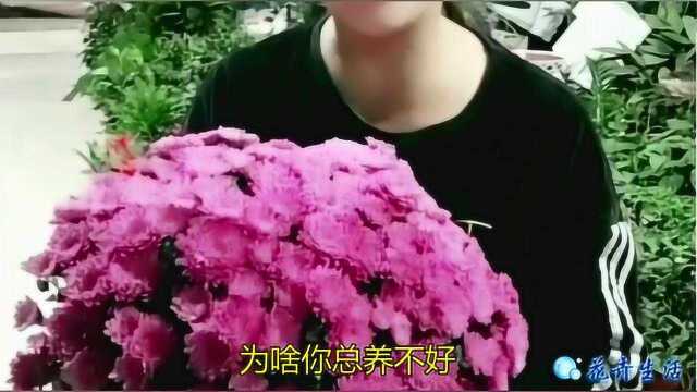 千头菊开起来漂亮吧?为啥你总养不好?这些技巧想养死千头菊都难!