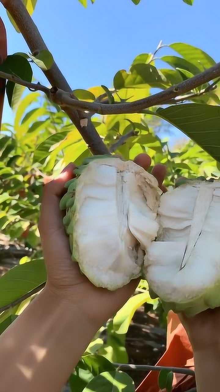 教你怎么辨别释迦果的生熟