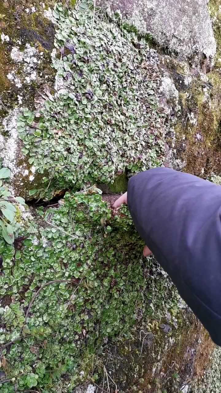 地钱解毒祛瘀生肌外用治烧烫伤骨折毒蛇咬伤疮痈肿毒
