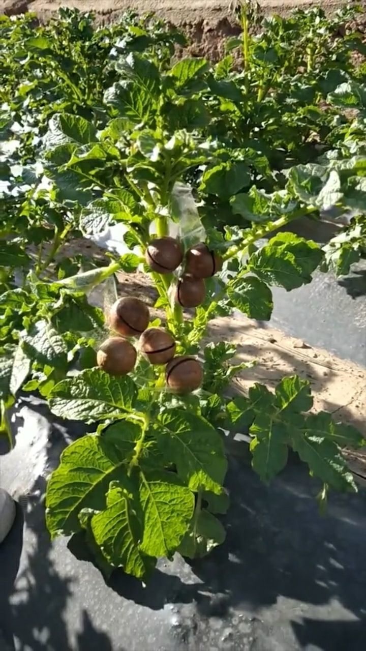 原来夏威夷果长这样.