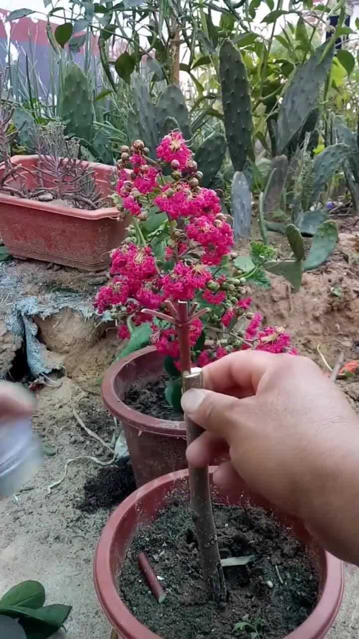 嫁接百日红技术你学会了吗