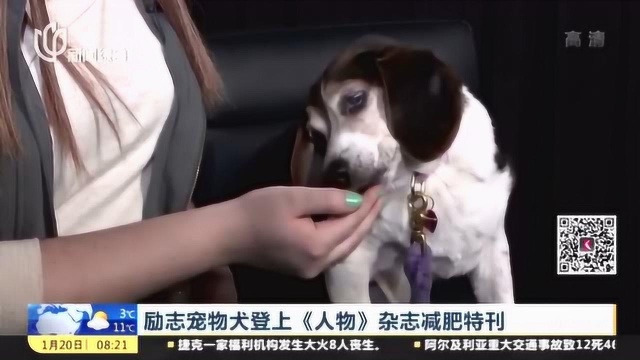 励志宠物犬登上《人物》 杂志减肥特刊 曾经体重超过8公斤