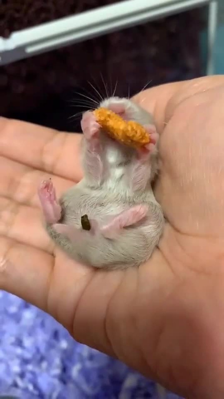 金丝熊小奶仔会自己吃东西啦