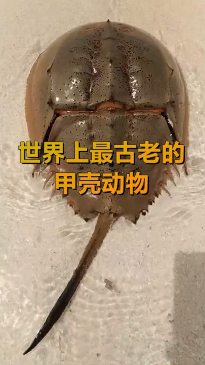 世界上最古老的甲壳动物你知道是什么吗?
